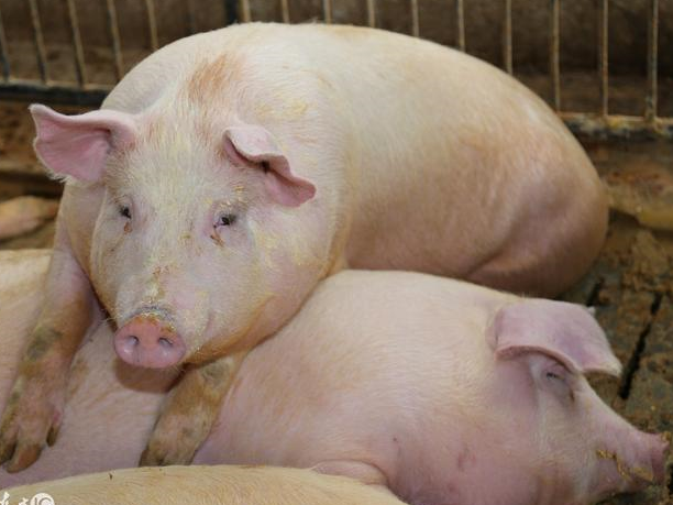 猪粪便发黑不吃食竟然和这几个原因有关