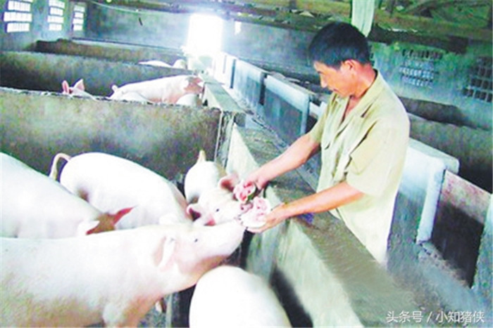 养猪的这5种错误，有多少养殖户犯过？ 