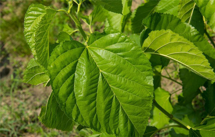 妙用二：减少疾病  电子游艺网站在预防疾病的时候一般都会用到抗生素，但是桑叶在这里就可以取代抗生素的作用，因为桑叶内含有一种叫做野尻霉素的生物碱，这种生物碱可以起到提高猪机体抵抗力的作用。在抗病能力得到额外加强的情况下，猪是很少生病的。