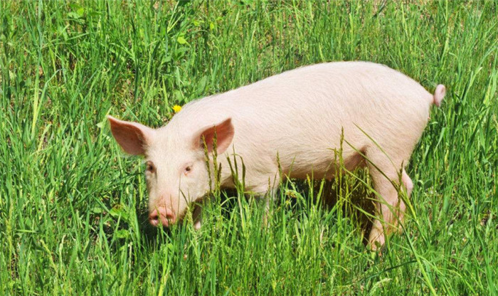 桑叶在养猪过程中的妙用，这种双子叶植物可是上好的饲料