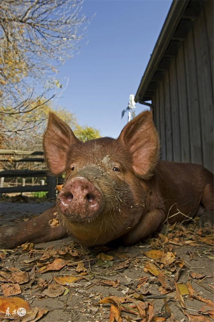 免疫抑制才是猪群致病的元凶