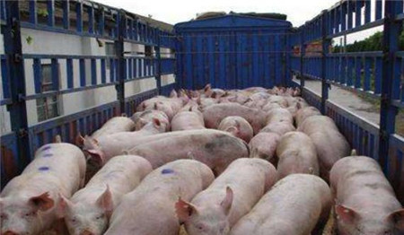 他家养猪赚了十几万，快来看看他是不是在吹牛