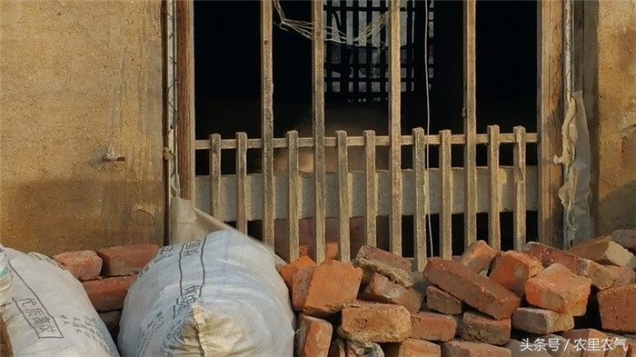 在另一个猪舍里面，是大哥养的母猪。自家母猪繁殖猪仔，养猪的成本能相对低一些。大哥说：毛猪的养殖成本大约7元左右，这两年生猪的价格还不错，前几年赔的钱都赚了回来。电子游艺平台的市场价格起伏波动较大，这个行业要坚持干下去才有钱赚。