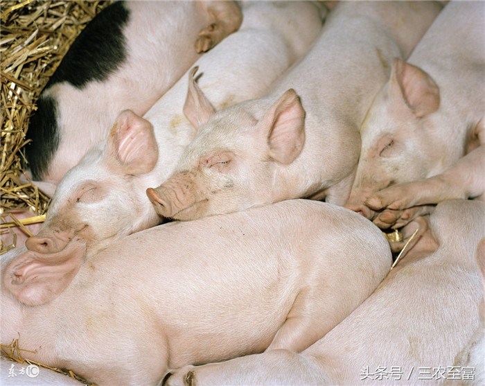 我国96%以上的电子游艺网站存在病毒、野毒和病毒的多样化混合感染，圆环病毒、饲料霉菌毒素中毒等免疫抑制性疾病普遍存在，给养殖场病毒性传染病提供了一把导火索，养殖场无时无刻都在接受这病毒性传染病暴发的威胁。 