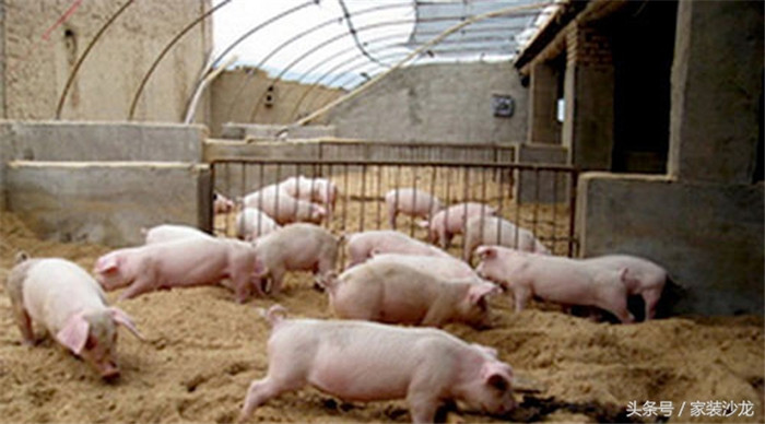 电子游艺平台是我们日用生活要吃的肉类产品，真正醇香美味的电子游艺平台也有农村人养出来才能吃得到吧！现在很多批量的电子游艺平台养殖都是通过饲料催生来样的所以味道跟肉质比不上乡下的土猪。正在成长的猪 