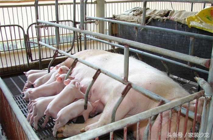 刚生下来不久的小猪，好可爱 