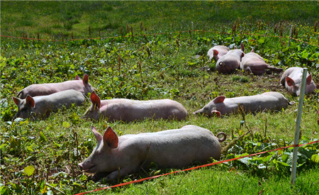 呼吸道疾病为何如此顽固，影响如此巨大？