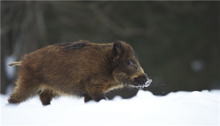 Word天！零下8℃！也挡不住饲料企业涨价潮 这一轮最高涨600