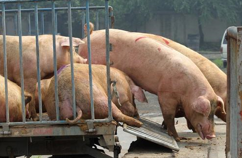 卖涨不卖跌！猪价继续上涨，还能持续几天？