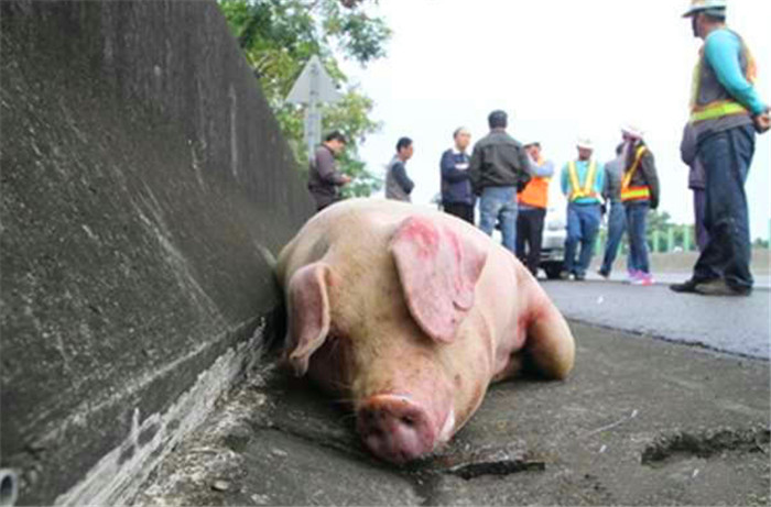 令老王痛心的是，如果这些肥猪还是存活的，就可以交换老王继续送往屠宰场，但是如果死亡了就必须立即销毁。这对老王来说无疑是一次惨重的损失，而对这些猪来说，也是难逃被宰的命运啊！