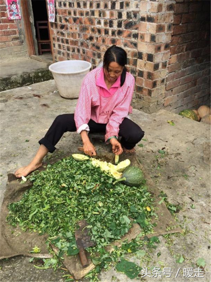 手工砍红薯藤和南瓜。 