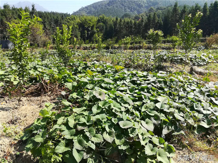 种红薯纯粹是为了猪，从头到脚是宝，红薯藤猪喜欢吃，红薯猪更喜欢吃！ 