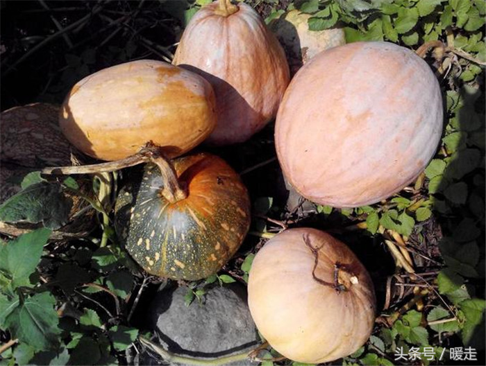 有时候一根藤就结这么多的南瓜。 