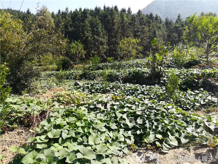 红薯地里的红薯藤也是长得很好。 