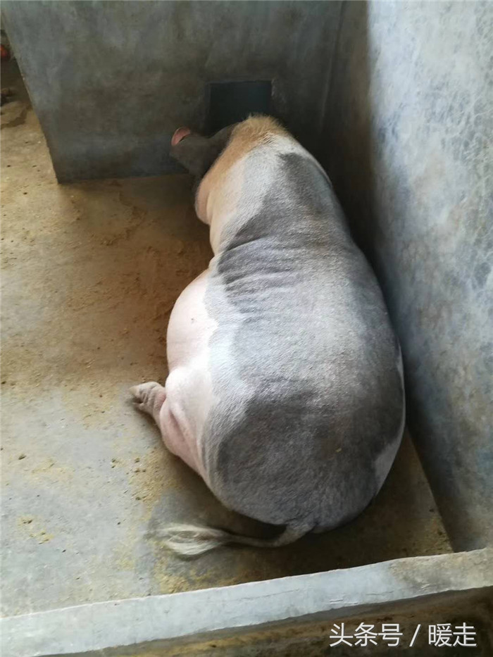 天天吃绿色食品的猪。 