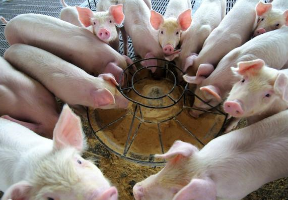 小猪断奶的技巧，你都知道吗？