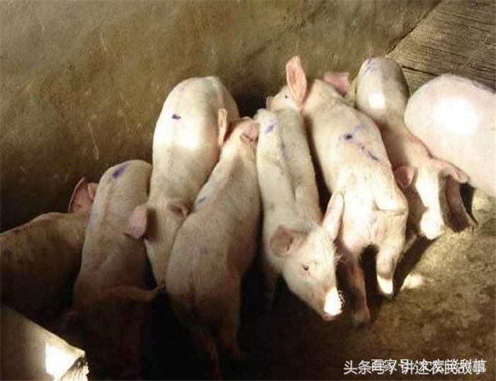 可能现在很多养殖户还是认为做好药品保健很重要，也就是我们说的“防”，其实他们也是这么做的。可是这样做的结果有时候往往会不尽人意，饲料、饮水里边药都也加进去了，可是电子游艺网站该发病的时候照样发病，而当时投入的药物也如石沉大海，好像一点作用也没有，老板们急得焦头烂额胡乱投医。