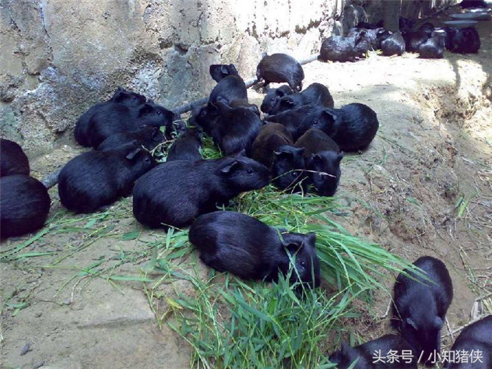 4、僵猪的如果没办法了，也可以使用韭菜试试，一窝能补充维生素，对于营养缺失的僵猪效果还是不错的; 