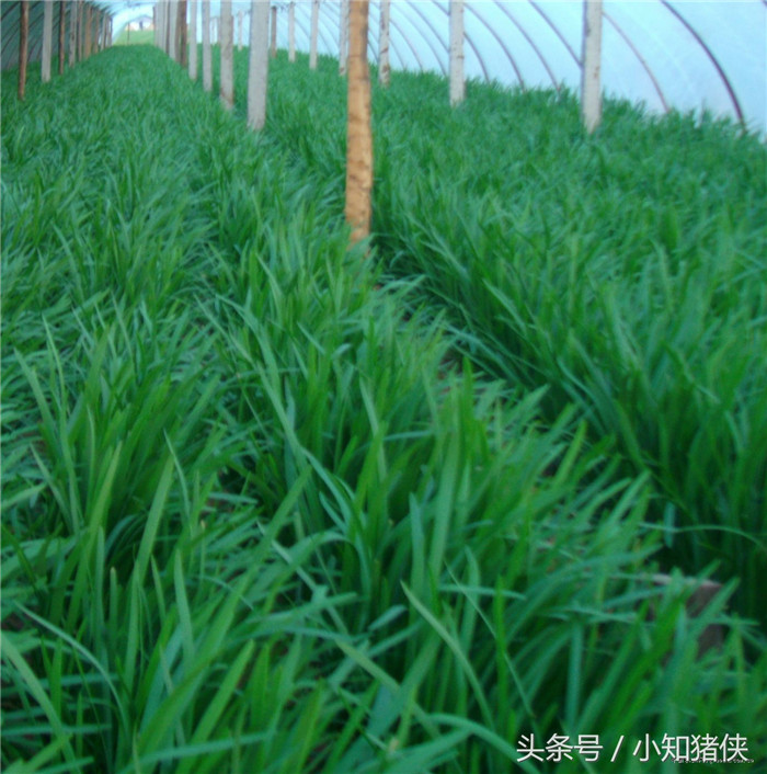 小小韭菜用处多，巧治猪病又省钱！