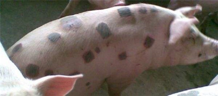 身上气色斑，这是皮肤病 