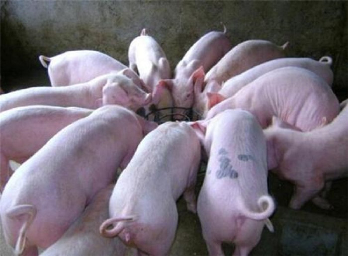 8张图告诉你，猪患病后的常规表现，第五张是你常常忽视的 