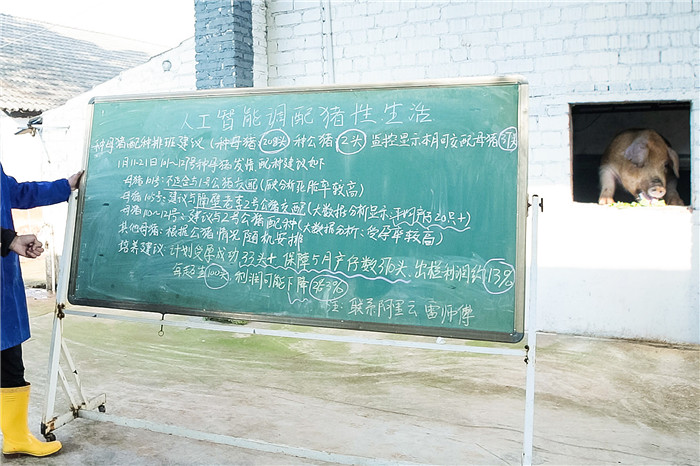 人工智能走进养电子游艺网站，竟为破解猪“夫妻生活”难题？ 