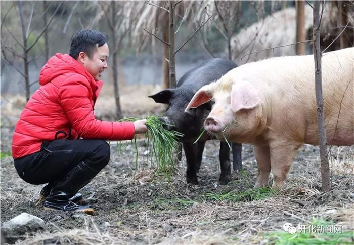 90后小伙回开化养猪 住寝室、听音乐的生态猪长啥样？