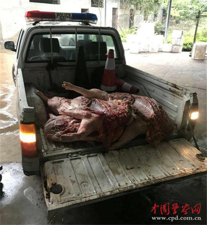 2018年1月7日凌晨3时许，张某从长宁一屠宰场拉了四十头整猪电子游艺平台到县碧玉溪农贸市场分发，当把电子游艺平台分发到“张五电子游艺平台铺”摊位上后，张某又继续张罗着往下一个摊点分发电子游艺平台，几分钟后，张某回转到“张五电子游艺平台铺”摊位上时，却发现刚分发的两头生电子游艺平台不见了，这下，张某急了，赶紧骑着电瓶车在碧玉溪市场周围寻找。