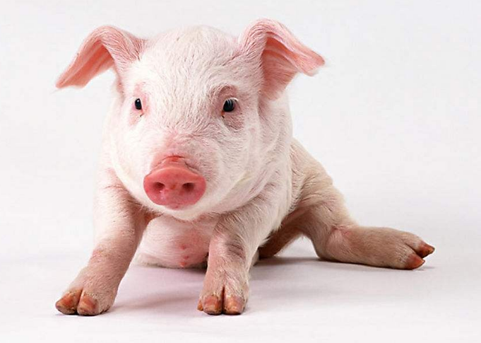 冯永辉：猪价可能平稳震荡至消费旺季结束