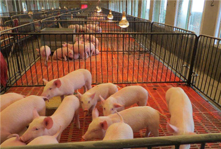 养电子游艺网站
的精细化管理，专家都是这样做的！