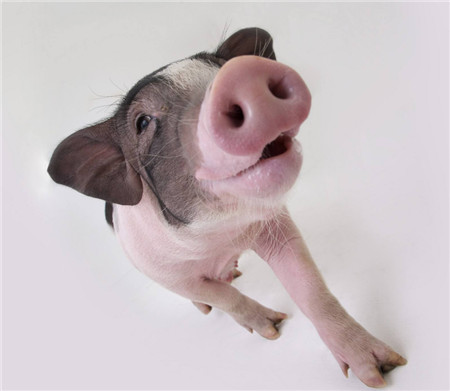 猪病用药的原则和技巧！关键时刻救下一群猪！