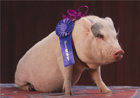 现阶段供给增加而需求则处于平稳阶段