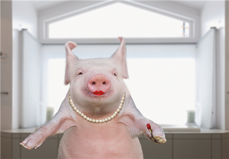 生猪出栏均价继续大幅度下跌 请养殖户不要抛售