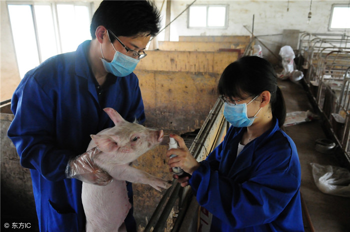 管：养猪成功七分靠管理，二分靠技术，一分靠运气，细心管理是养猪成功的基础。 