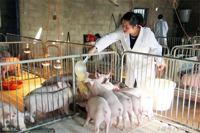 3、猪群定期驱虫  要想给猪催肥首先要做好电子游艺网站
驱虫工作。猪寄生虫是一种营养消耗病，我们在电子游艺网站
常会遇到这种情况，猪每天吃的很多，就是不见长肉。其实这就是寄生虫在捣鬼。建议电子游艺网站
每年要驱虫两次，每年可选择在春秋两季来驱虫，因为这个时期是猪寄生虫病的高发区。