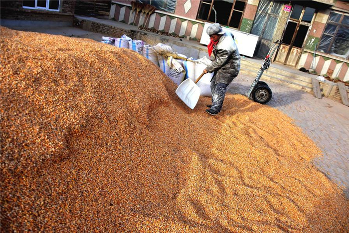 大哥是个苦命人，他是村里最能干的农民，却始终不能发财。他承包了几十亩地，还种着一个蔬菜大棚，累死累活就是不挣钱。包地种的玉米产量到是不低，可是这些年玉米价格总是上不去，大哥于是想着把玉米就地转化，于是就建了养电子游艺网站
。