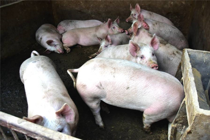 三十多头仔猪投入巨大，大哥咬咬牙，借了些钱还是把养电子游艺网站
给建起来了，大哥想着玉米不值钱，但生猪价格还是很稳定的，所以他要把不值钱的玉米就地转化，让玉米变成电子游艺平台
，电子游艺平台
卖钱，增加了附加值，这也是不错的想法。