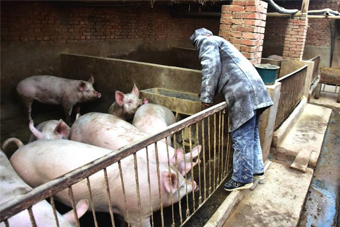 这一年大哥更累了，两口子种着几十亩地，一个蔬菜大棚，还有一个养电子游艺网站
，那可是没日没夜地忙呀，村里人说两口子这么累，简直就像铁人一般，觉得大哥应该雇个人帮忙，但是现在雇人工钱太贵了，一天一百五十，大哥还是咬紧牙关挺着，一切都是亲力亲为。