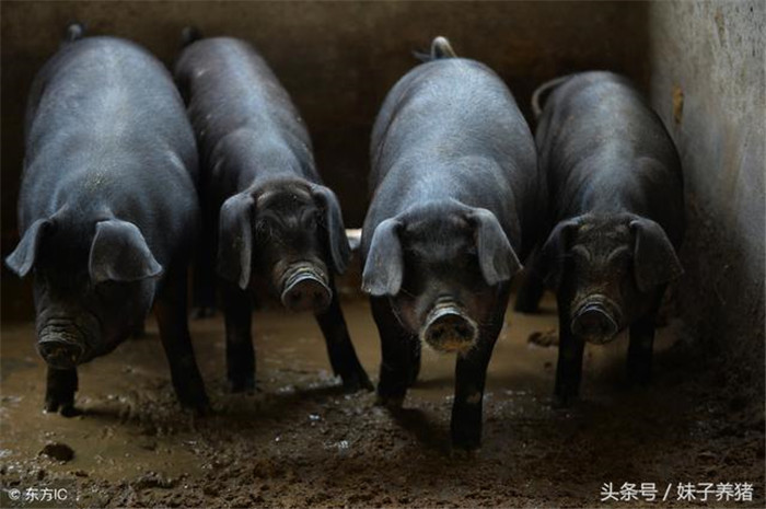 腊月猪病多发，农村俗语“养猪无窍，窝干食饱”，教养猪人防病