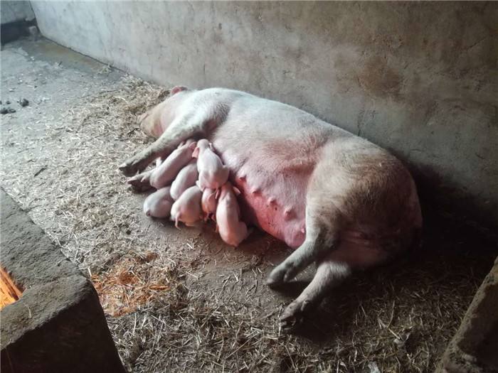 冬季的到来给母猪的生殖繁育带来了较高的风险，特别是条件简陋的地方，下面我来告诉你一个比较实用的方法吧！很有效，我家的猪圈常用哦 
