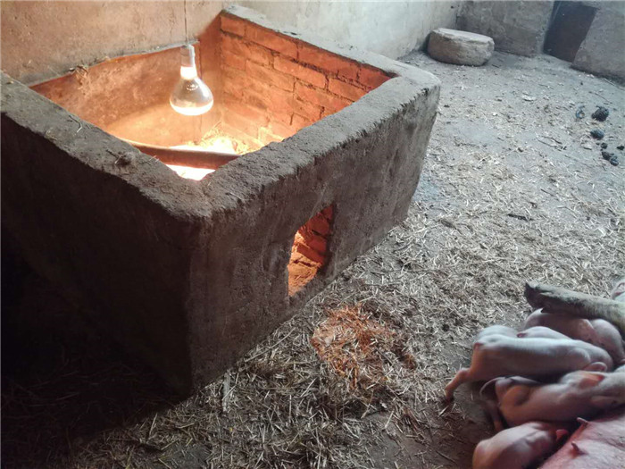 涨知识：农村养猪，告诉你一个最有效的仔猪保暖方式，我这样做的 