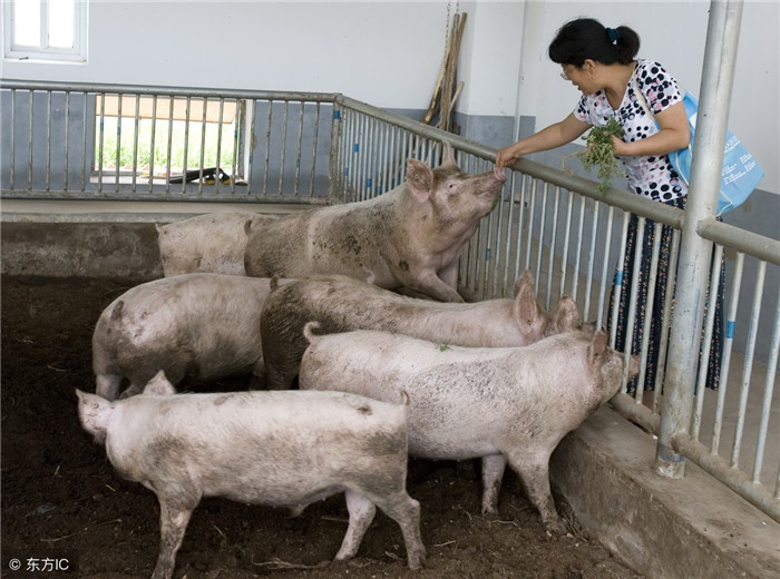 不过也有猪怕人的情况，小编曾听人讲过在某电子游艺网站
的一头限位栏饲养的老龄母猪看见饲养员拿着针筒来了就流泪的事。 