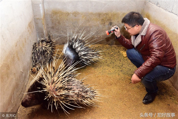 孙晓宇在养殖场察看豪猪生长情况。（图片来自东方IC） 