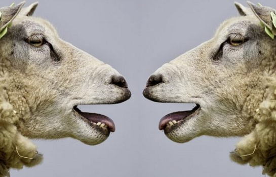 人猪胚胎后世界首例人羊嵌合体诞生 可培育人体器官