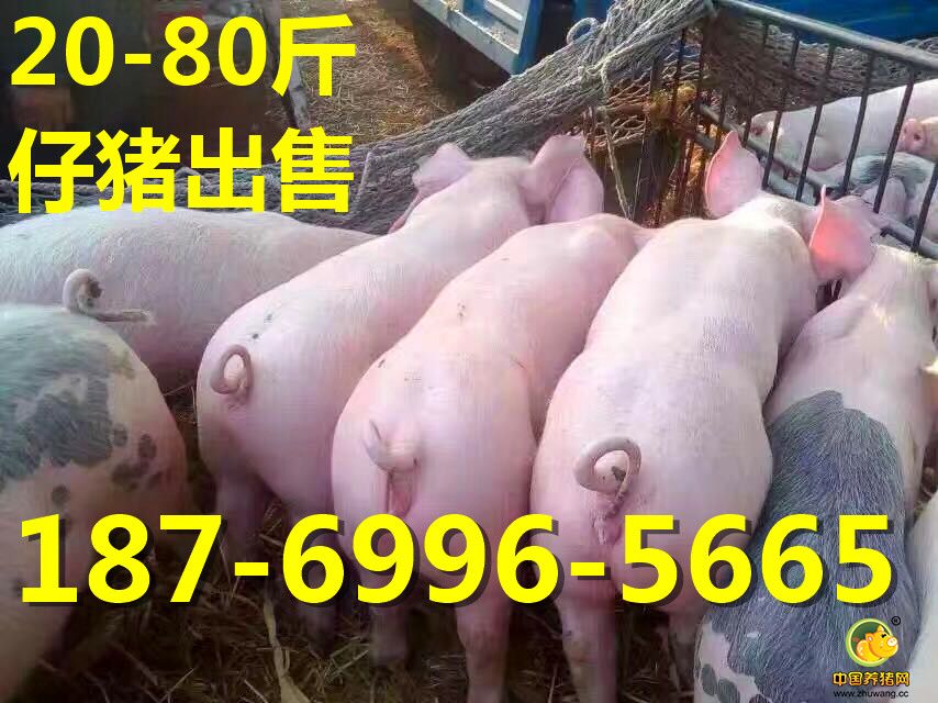 三元仔猪出售187 6996 5665