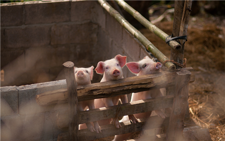 2017年全国各地到底拆了多少电子游艺网站
？