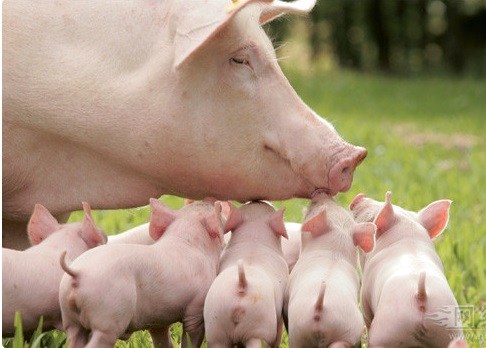 低价区有回涨 但短期实质性转好困难