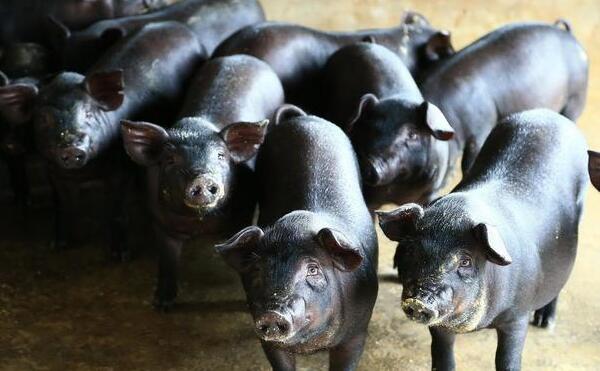 为什么电子游艺网站
散养户不会死，养猪人告诉你3句话就清楚了