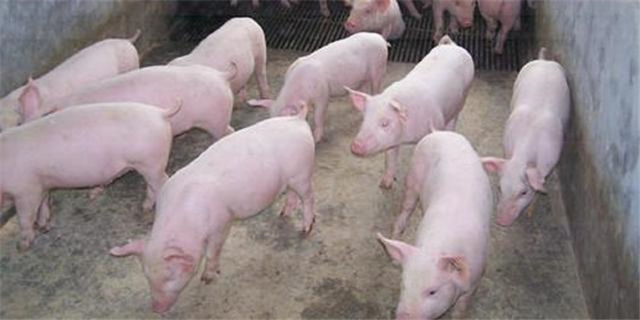 猪葡萄球菌感染，主要是由金黄色葡萄球菌和猪葡萄球菌引起猪的细菌性疾病。金黄色葡萄球菌感染可造成猪的急性、亚急性或慢性乳腺炎，坏死性葡萄球菌皮炎及乳房的脓疱病；猪葡萄球菌主要引起猪的渗出性皮炎，又称仔猪油皮病，是最常见的葡萄球菌感染。此外，感染猪还可能出现败血性多发性关节炎。