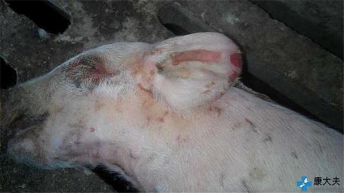 春季到了，猪葡萄球菌病是当前的高发期。猪的葡萄球菌病感染主要是由猪葡萄球菌和金黄色葡萄球菌感染所致。猪葡萄球菌主要是引起猪的渗出性皮炎，俗称“油皮病”，金黄色葡萄球菌感染后可造成猪的乳腺炎、坏死性皮炎和猪乳房的脓疱病。猪葡萄球菌可以感染新生2日龄到8周龄的仔猪，典型病例表现为全身性皮炎（不痒），皮肤病变很快，从发现一小片后，在24小时至48小时内就蔓延到全身。